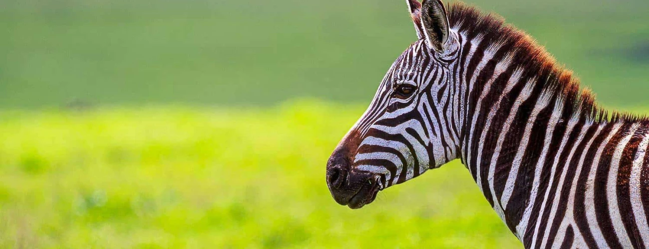 Why March is the Perfect Time to Visit the Ngorongoro Crater