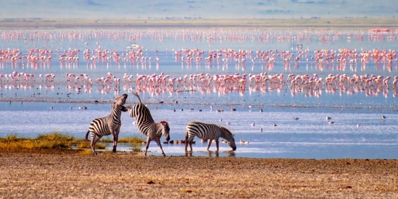 Flamingoes and a Birdwatcher’s Paradise