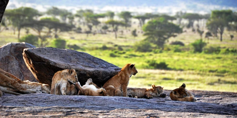 Best Areas to See Big Cats in the Serengeti
