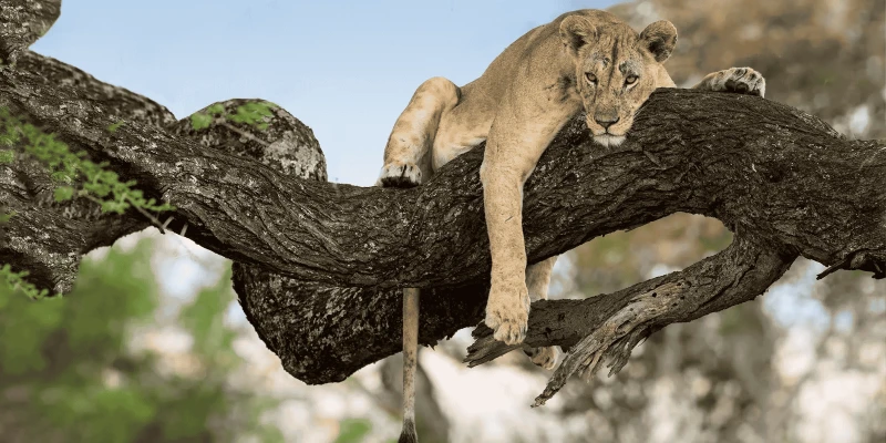 The Famous Tree-Climbing Lions