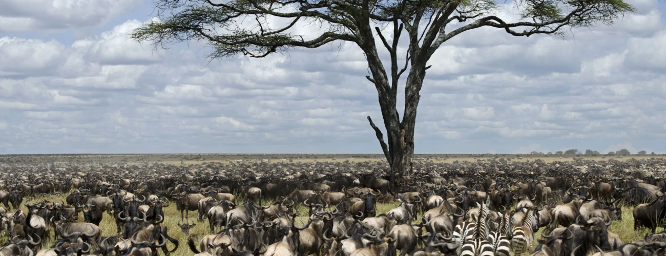 Where to See the Great Migration in Serengeti National Park