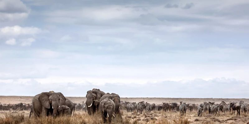 Understanding the Great Migration in the Serengeti
