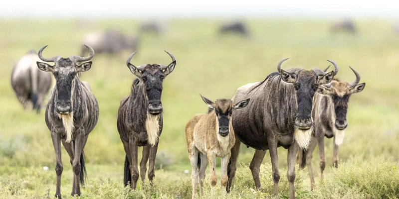 Southern Serengeti-The Calving Season