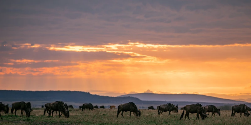 Western Serengeti-The Grumeti River Drama
