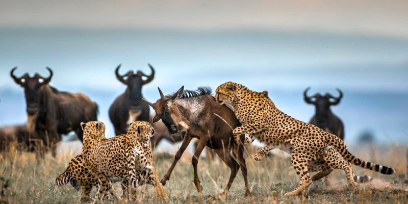 Central Serengeti-A Wildlife-Rich Migration Corridor