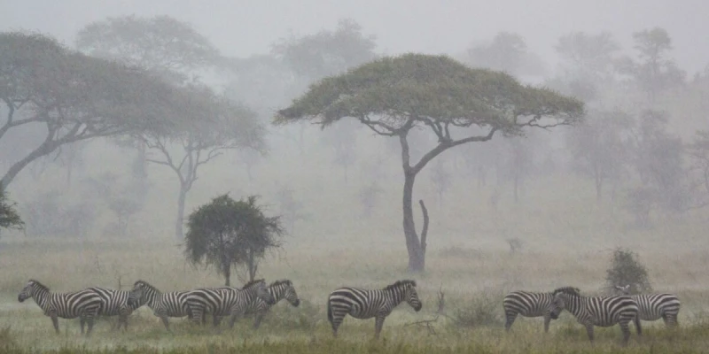 Northern Serengeti-The Legendary Mara River Crossings