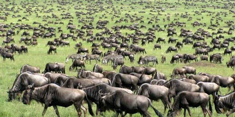 Best Time to See the Migration in Serengeti