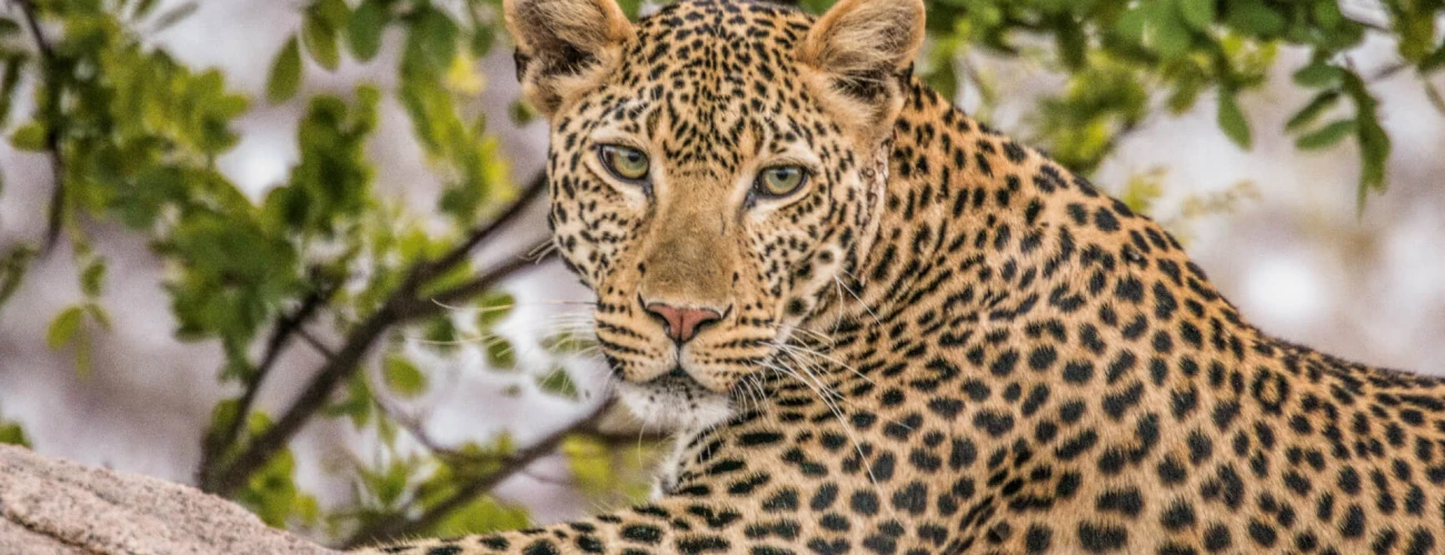 Where to Spot the Big Five in One Safari