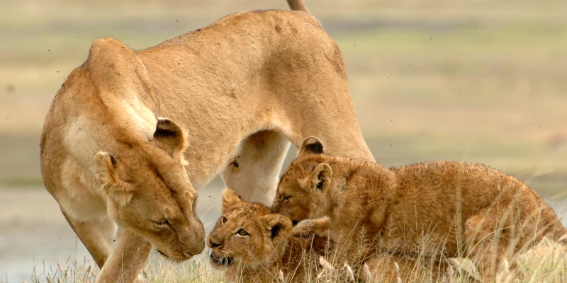 The Perfect Northern Tanzania Safari Combination
