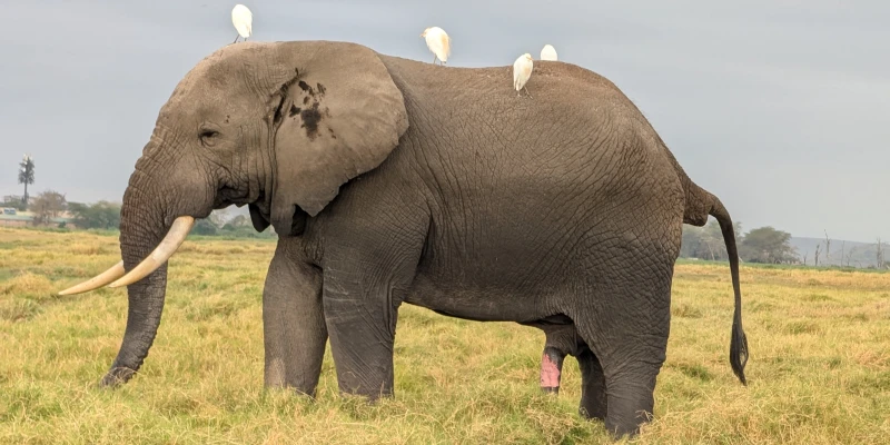 An Unforgettable Wildlife Journey