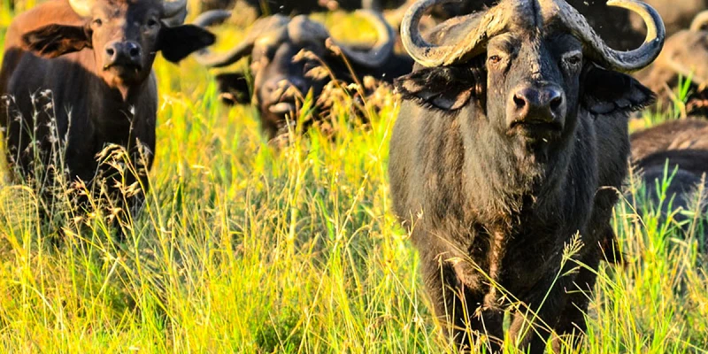 Ngorongoro Crater- Completing the Big Five