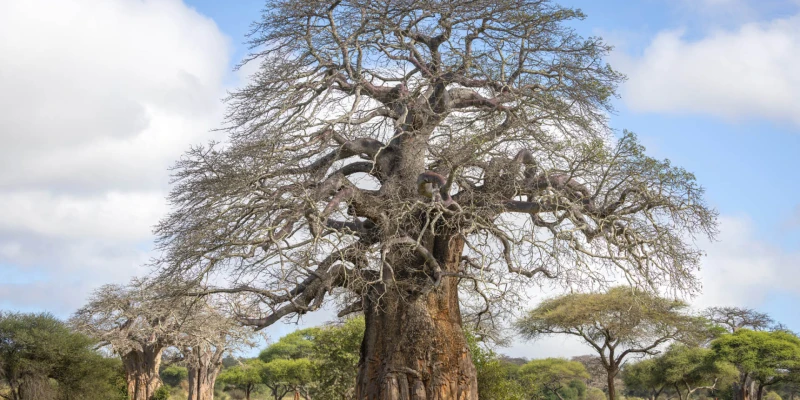 Dry Season (June – October)