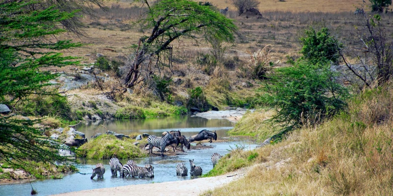 Lush Landscapes and Baby Wildlife (November – May)