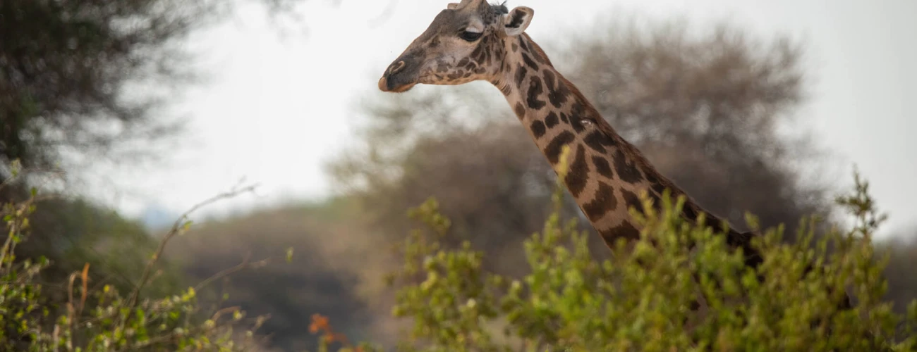 Best Time to Visit Tarangire National Park