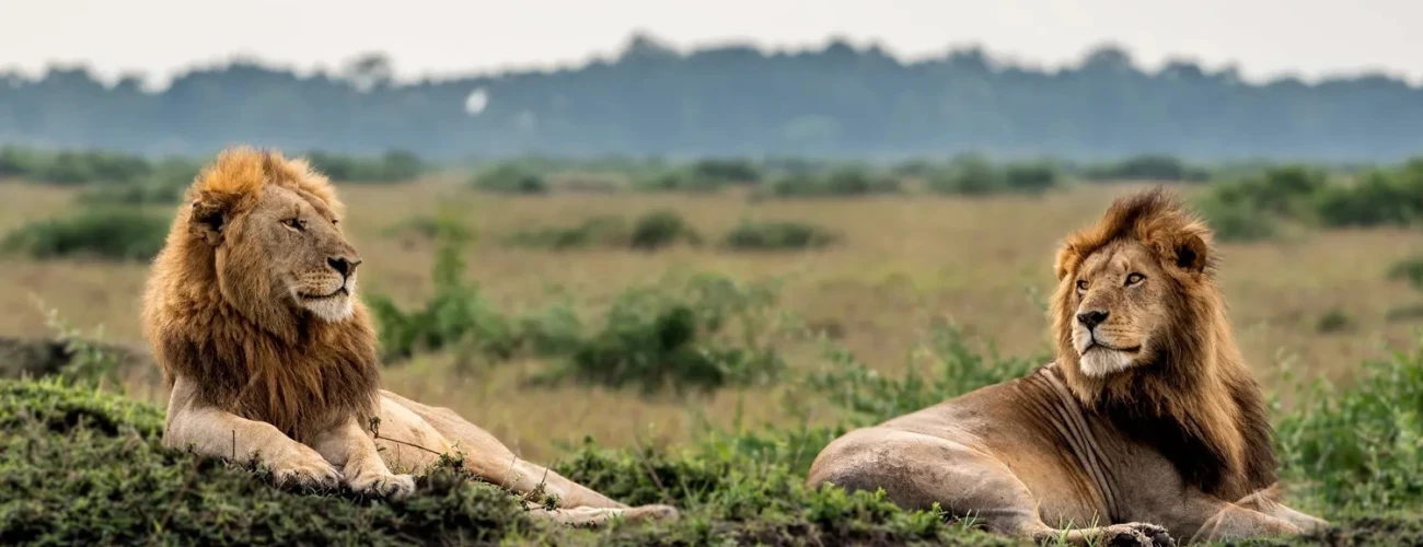 Best Time to Visit Tanzania for a Wildlife Safari