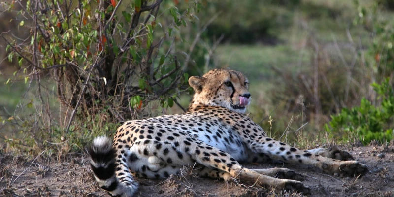 The Short Green Season