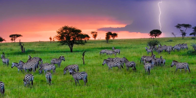 Understanding the Wildlife Calendar