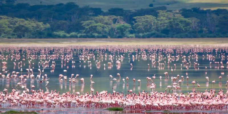 The Emerald Season of Quiet Wilderness