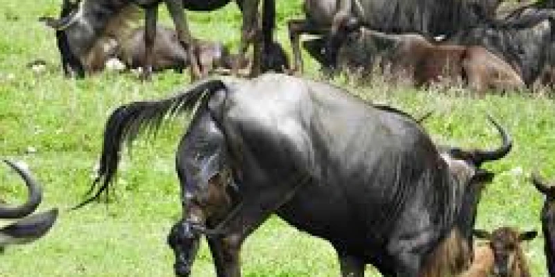 The Great Wildebeest Calving Season
