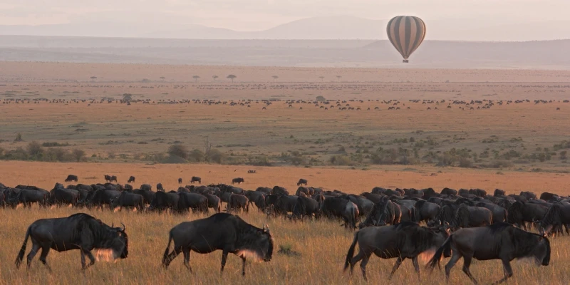 The Classic Dry Season Safari