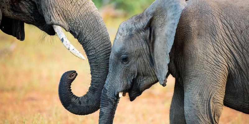 African Elephant – Giants of the Wilderness