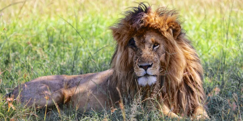 African Lion – The King of the Savannah