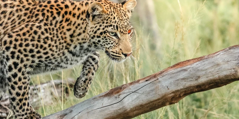 Leopard – The Elusive Tree Dweller