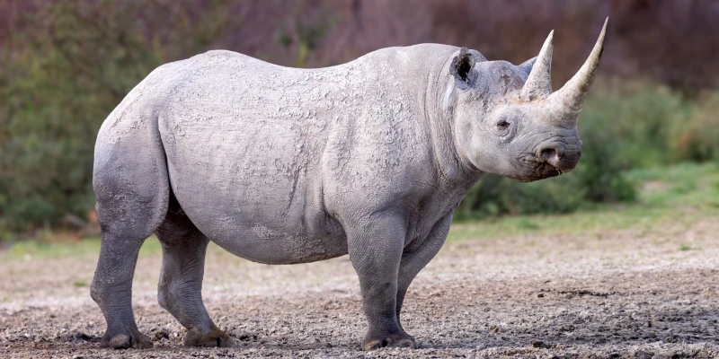 Black Rhinoceros – Tanzania’s Rare Giant