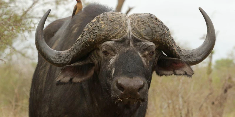 African Buffalo – The Powerful Herd Animal