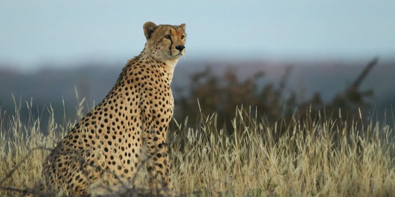 Cheetah – The Fastest Land Animal