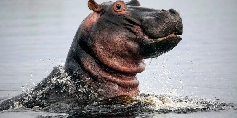 Hippopotamus – The River Giant