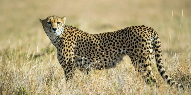 Discover Tanzania’s Incredible Wildlife