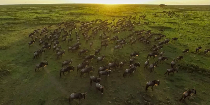 Home of the Great Wildebeest Migration