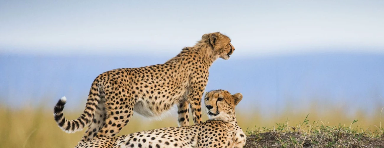 Why Tanzania Is the Best Safari Destination in Africa