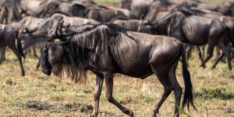 Large and Well-Protected Wilderness Areas