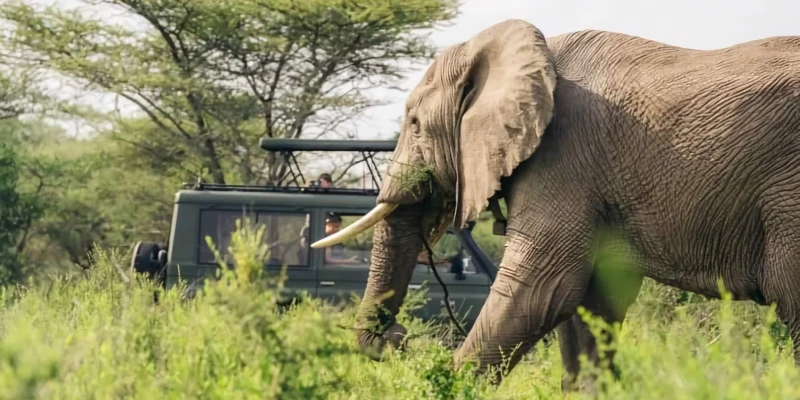 Exceptional Safari Experiences Beyond Game Drives