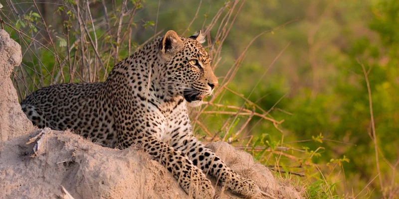 Discover Africa’s Greatest Safari Destination