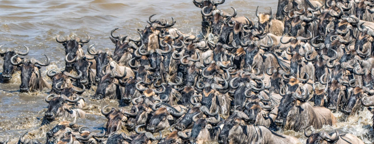 Where to See the Great Migration in Serengeti National Park
