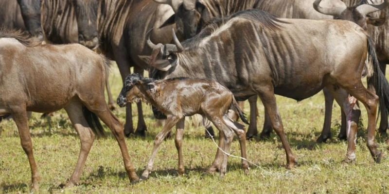 The Great Wildebeest Calving Season