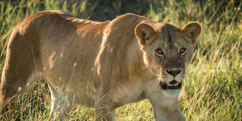 Considerations of Private Safaris