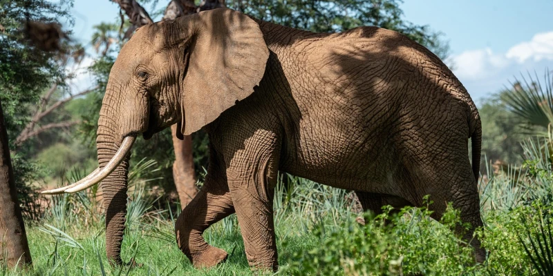 Advantages of Group Joining Safaris