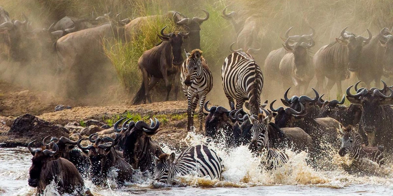 1. The Great Wildebeest Migration