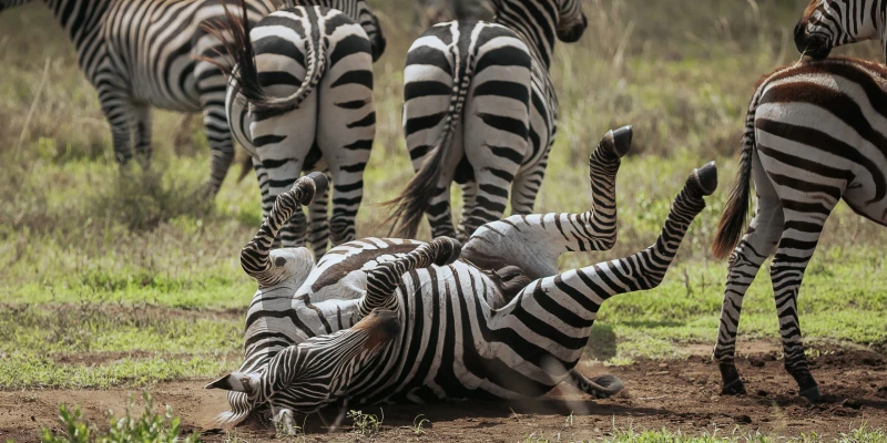 2. Exceptional Wildlife Density