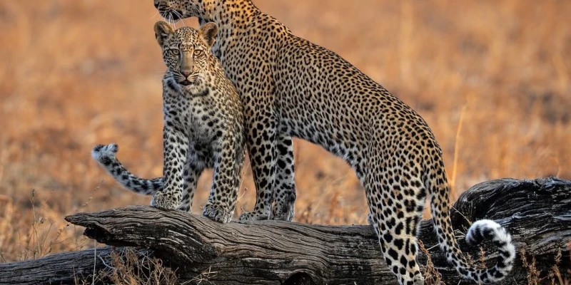 3. Home of the Big Five