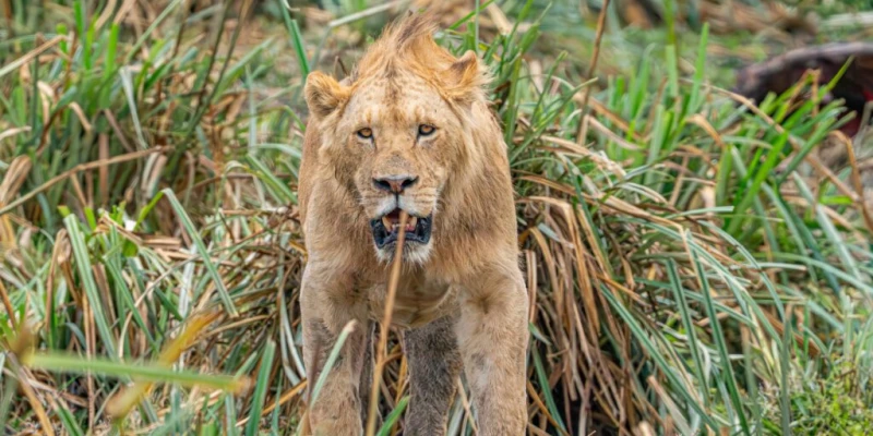 6. Incredible Predator Sightings