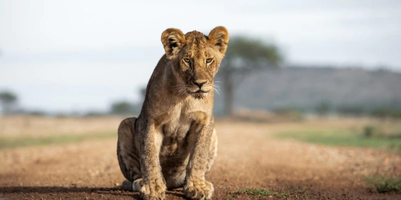 The Great Wildebeest Migration