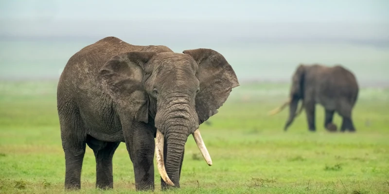 A Collection of World-Famous National Parks