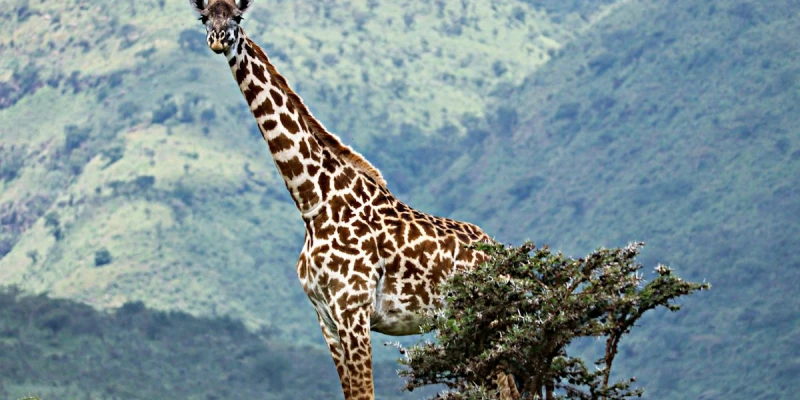 Easy Access and Well-Developed Safari Infrastructure