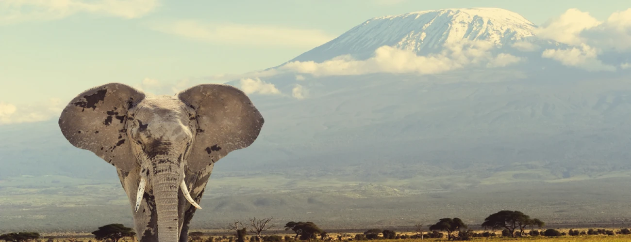 Why Northern Tanzania Is the Best Safari Circuit in Africa