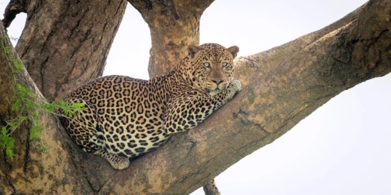 Exceptional Wildlife Density